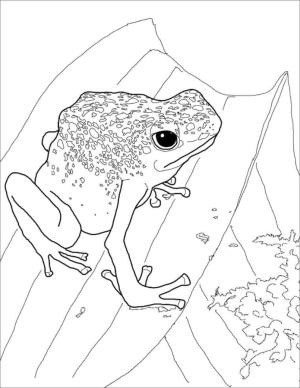 Kurbağa boyama sayfası,  coloring page, Tehlikeli kurbağa., 