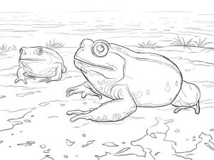 Kurbağa boyama sayfası, coloring page, Gölün yakınında iki büyük kurbağa,