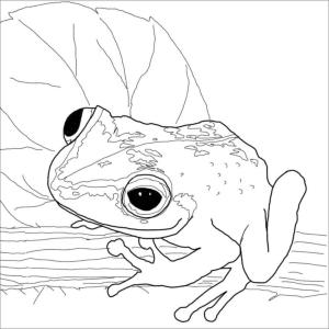 Kurbağa boyama sayfası, coloring page, Bir dalda benekli kurbağa.,