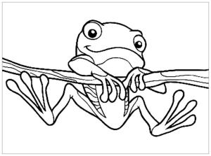 Kurbağa boyama sayfası, coloring page, Bir dalda asılı kurbağa,