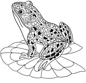 Kurbağa boyama sayfası,  coloring page, Nadir kurbağa, 