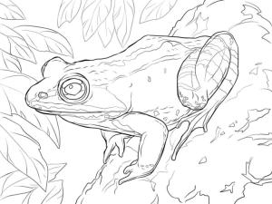 Kurbağa boyama sayfası, coloring page, Ağaç kurbağası,