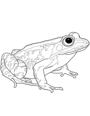 Kurbağa boyama sayfası, coloring page, Gizli benekli kurbağa.,