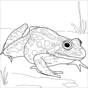 Kurbağa boyama sayfası,  coloring page, Güzel benekli kurbağa boyama kitabı, 