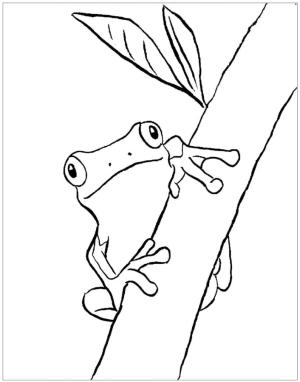 Kurbağa boyama sayfası, coloring page, Bir ağaçta saklanan kurbağa,