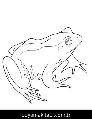 Kurbağa boyama sayfası – yaratıcılığı geliştirir, keyifli zaman