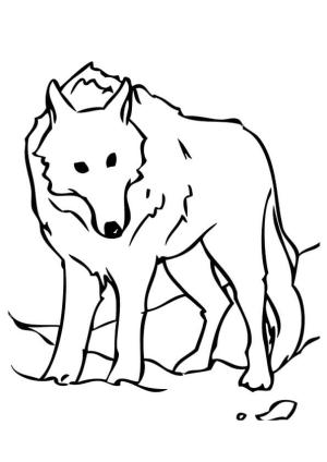 Kurt boyama sayfası, Wolf coloring page, Sabit Kurt, 