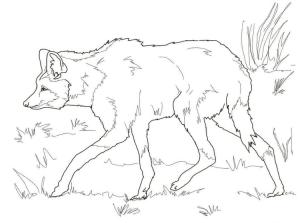 Kurt boyama sayfası, Wolf coloring page, Güney Amerika Yeleli Kurt, 