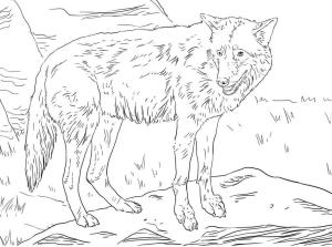 Kurt boyama sayfası, Wolf coloring page, Doğu Kurdu, 