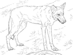 Kurt boyama sayfası, Wolf coloring page, kırmızı Kurt, 