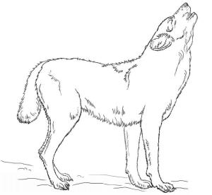 Kurt boyama sayfası, Wolf coloring page, Uluyan kurt Firo, 