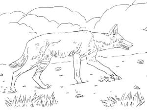 Kurt boyama sayfası, Wolf coloring page, Etiyopya Afrika Kurdu, 