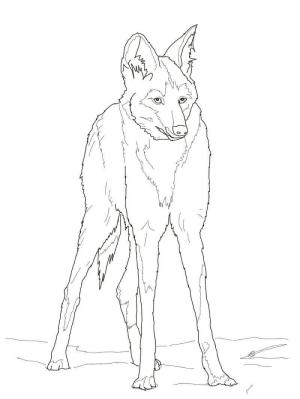 Kurt boyama sayfası, Wolf coloring page, Kızıl Yeleli Kurt, 