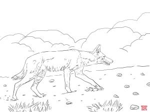 Kurt boyama sayfası, Wolf coloring page, , wolf african ethiopian wolf 