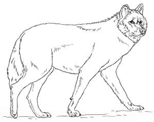 Kurt boyama sayfası, Wolf coloring page, Gerçekçi Gri Kurt, 