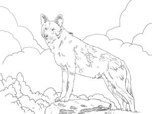 Kurt boyama sayfası, Wolf coloring page, Kuzey Amerika Kızıl Kurt, 