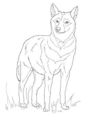 Kurt boyama sayfası, Wolf coloring page, Italyan Kurdu, 