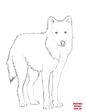 Kurt boyama sayfası, Wolf coloring page, , wolf arctic wolf 