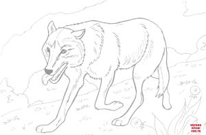 Kurt boyama sayfası, Wolf coloring page, , wolf wolf running in the forest 