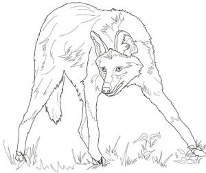 Kurt boyama sayfası, Wolf coloring page, Yeleli Kurt, 