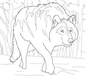 Kurt boyama sayfası, Wolf coloring page, Çömelmiş Gri Kurt, 