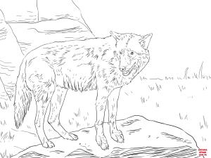 Kurt boyama sayfası, Wolf coloring page, , wolf eastern wolf 