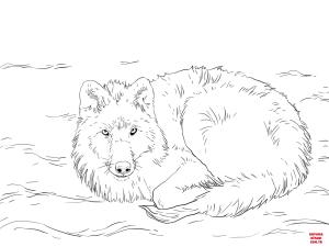 Kurt boyama sayfası, Wolf coloring page, , wolf arctic wolf laying on snow 