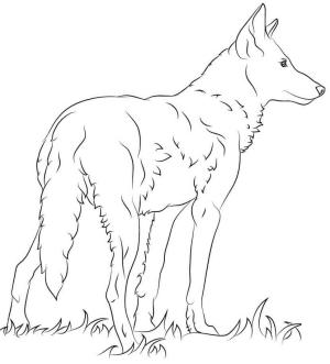 Kurt boyama sayfası, Wolf coloring page, Florida Kızıl Kurt, 