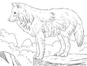 Kurt boyama sayfası, Wolf coloring page, Arktik Kar Kurdu, 