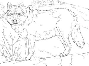 Kurt boyama sayfası, Wolf coloring page, Gri Kurt, 