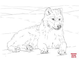 Kurt boyama sayfası, Wolf coloring page, , wolf arctic wolf 