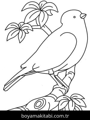 Kuş boyama sayfası – renkli çizimler, okul öncesi