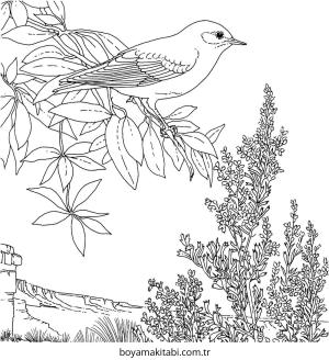 Kuş boyama sayfası – çizgi film temalı, basit çizim