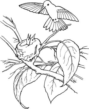 Kuş boyama sayfası,  coloring page, , 