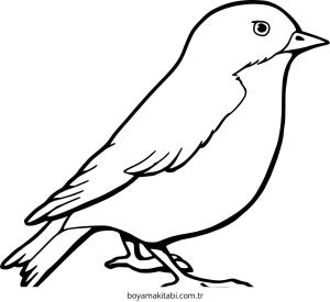 Kuş boyama sayfası – yaratıcılık, eğlenceli etkinlik