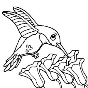 Kuş boyama sayfası,  coloring page, , 