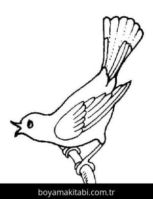 Kuş boyama sayfası – boyama çalışması, yaratıcılığı geliştirir