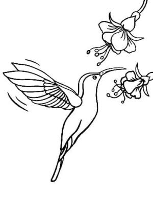 Kuş boyama sayfası,  coloring page, , 