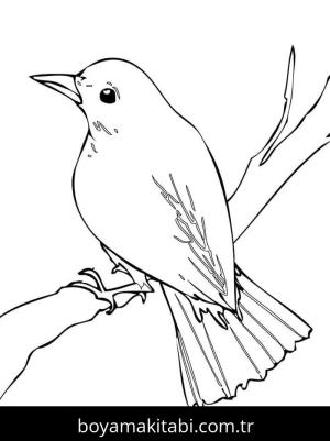 Kuş boyama sayfası – okul öncesi, evde etkinlik