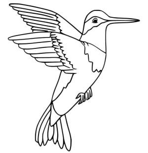 Kuş boyama sayfası,  coloring page, , 