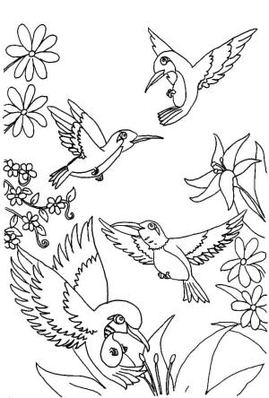 Kuş boyama sayfası,  coloring page, , 