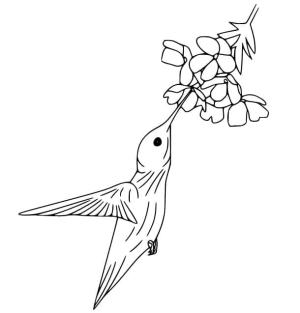 Kuş boyama sayfası,  coloring page, , 