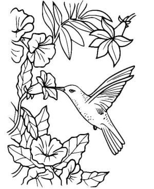 Kuş boyama sayfası,  coloring page, , 