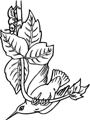 Kuş boyama sayfası,  coloring page, , 