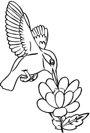 Kuş boyama sayfası,  coloring page, , 