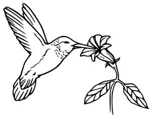 Kuş boyama sayfası,  coloring page, , 