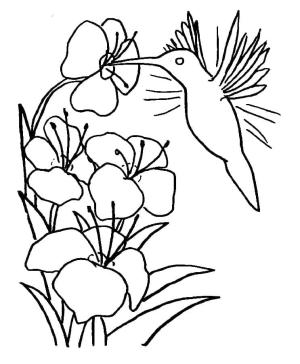 Kuş boyama sayfası,  coloring page, , 