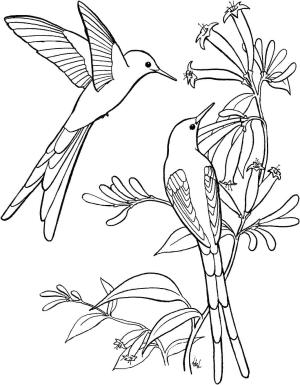 Kuş boyama sayfası,  coloring page, , 