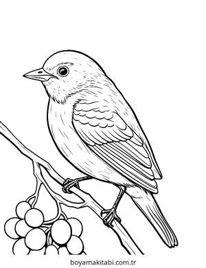 Kuş boyama sayfası – kolay boyama, eğitici aktivite