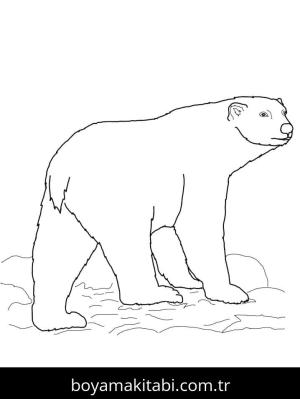 Kutup ayısı boyama sayfası – el becerilerini geliştirir, boyama çalışması